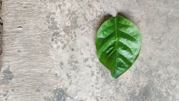 叶子是光合作用的主要场所图片下载