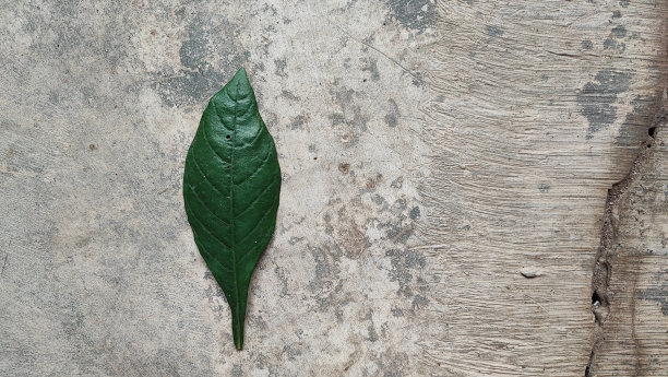 叶子是光合作用的主要场所图片下载