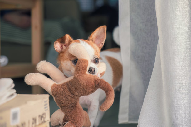 小吉娃娃狗叼着娃娃，盯着屋外看图片下载