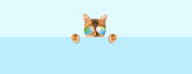 一只戴着眼镜的孟加拉猫躲在一块空木板后面。图片下载