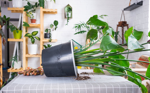 在家庭室内将大型家庭植物灯盏草重新盆栽到新花盆中。照顾一个盆栽植物，大尺寸，streelitia reginae图片下载