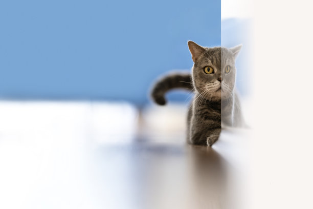 躲在墙边的英国短毛猫图片下载