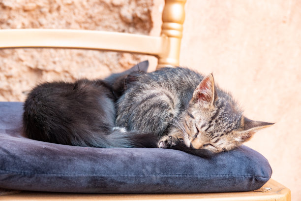 摩洛哥马拉喀什的小猫图片下载