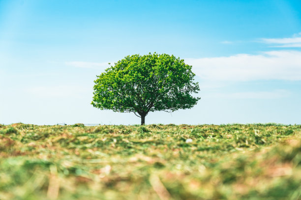 蓝天下绿野上的一棵树图片下载