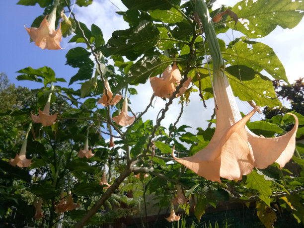 背景图片的布鲁格曼西亚，天使的喇叭花照片在明亮的下午天空图片下载