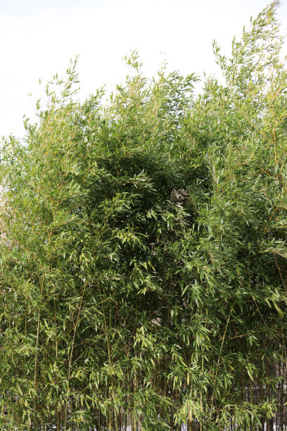 花园公园里的竹子图片下载