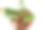 Zamioculcas zamiifolia(桑给巴尔宝石，ZZ植物)的俯视图照片，种植在房子周围的白色花盆中，以帮助吸收毒素并增加空气中的氧气。图片下载