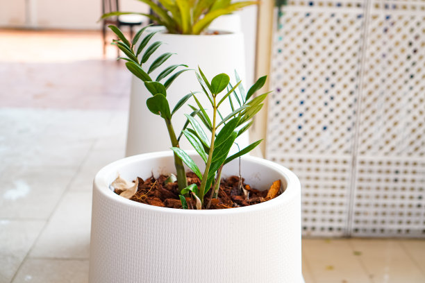 图片显示Zamioculcas zamiifolia(桑给巴尔宝石，ZZ植物)种植在房子周围的白色花盆中，以帮助吸收毒素并增加空气中的氧气。图片下载