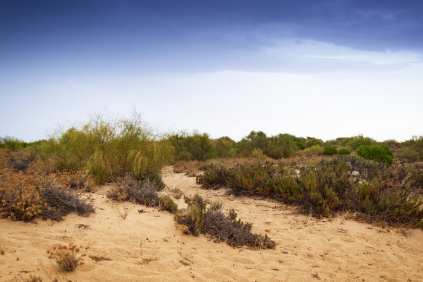 沙漠般的景观中干燥的植被图片下载