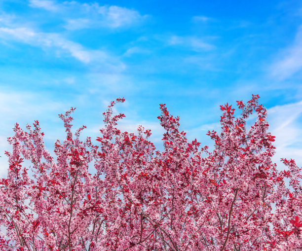 盛开的粉红树映衬着蓝天。图片下载