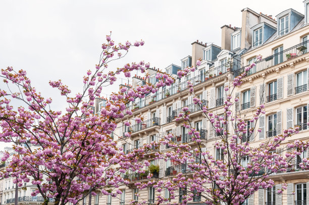粉色樱花的巴黎风格立面图片下载
