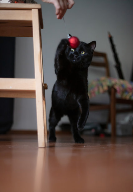 黑色的家猫正在玩红色的球。图片下载