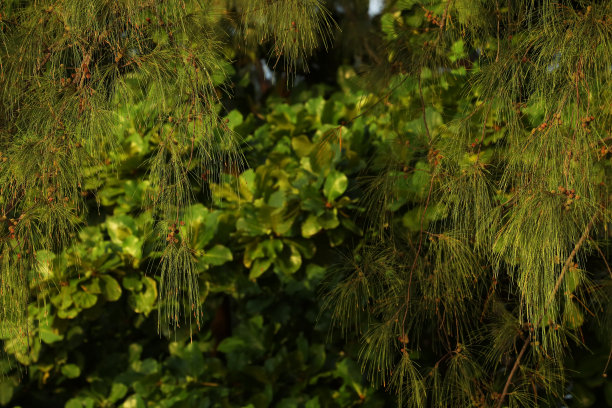 非洲印度洋，毛里求斯，阿尔比恩公共海滩上的树木图片下载