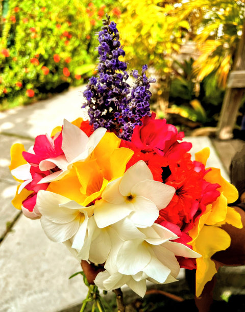 五颜六色的热带花卉展示图片下载