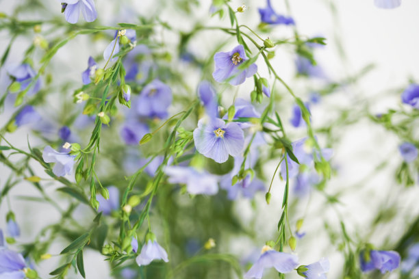 花的背景。淡色背景上的蓝色亚麻花。生产食品、织物和石油的植物。乌克兰的亚麻田，特写图片下载
