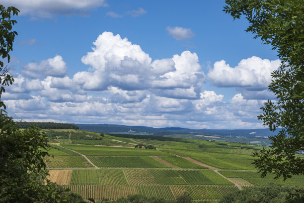 莱茵兰-普法尔茨的夏季景观图片下载