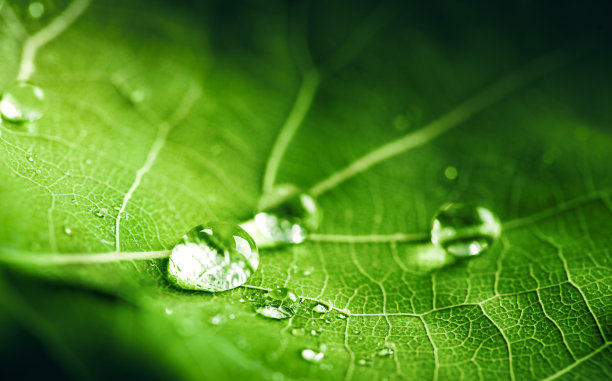 微距照片与许多美丽的，光滑的，透明的水滴在绿叶与小插图图片下载