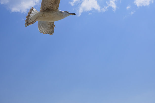 海鸥高特写飞行在清澈的蓝色宁静的天空图片下载