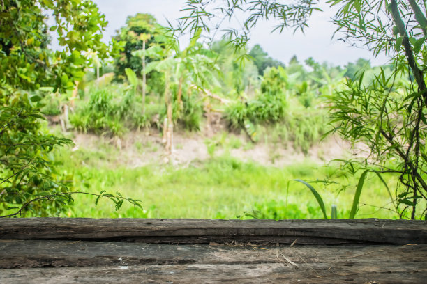 自然背景下的木板图片下载