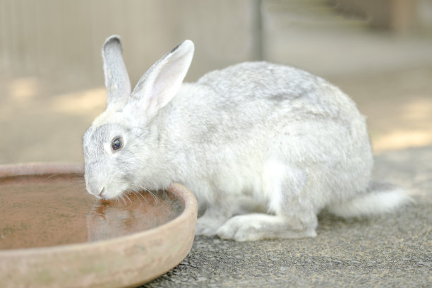 一只可爱的小白兔在喝水。可爱的兔子复活节毛茸茸的小兔子图片下载