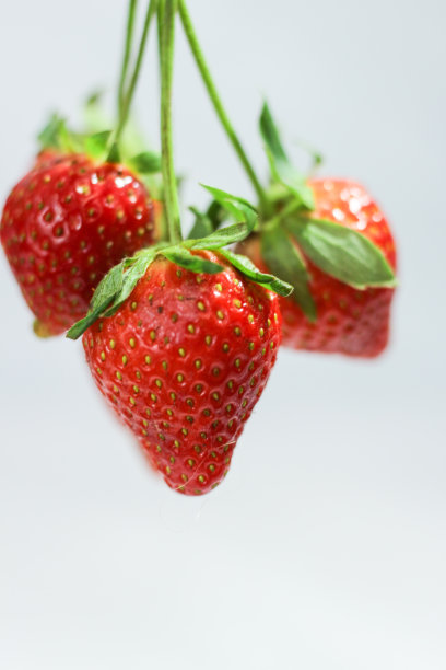 白色背景上的一组草莓。关闭了。副本的空间。挂。图片下载