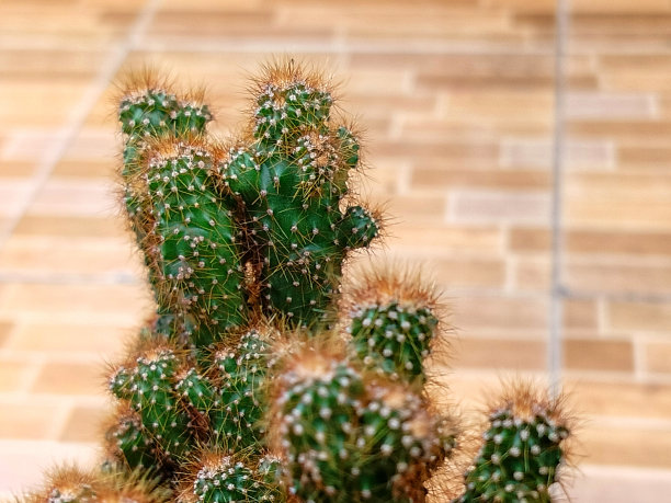 仙人掌树图片下载