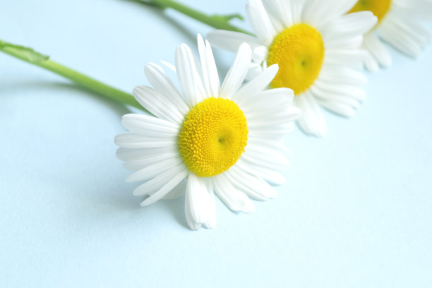 三只蓝色背景的大雏菊。桌子上又大又漂亮的雏菊。在一张淡蓝色的桌子上，三朵雏菊排成一排。图片下载