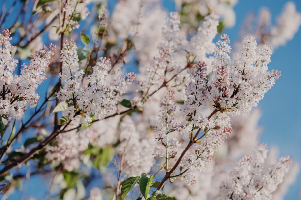 在春日的户外盛开的紫丁香。户外的春花映衬着蓝天。丁香花园。彩色照片图片下载