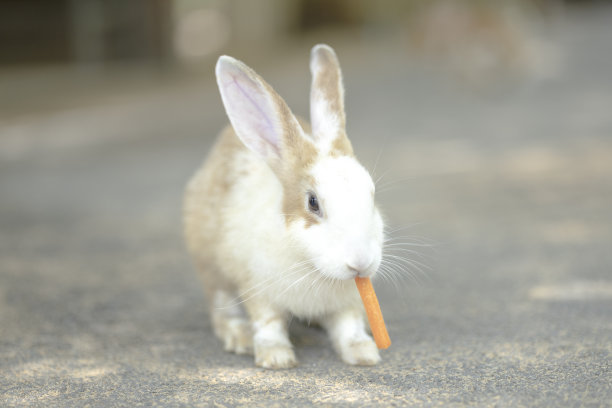 一只可爱的小白兔在吃胡萝卜。可爱的兔子复活节毛茸茸的小兔子图片下载