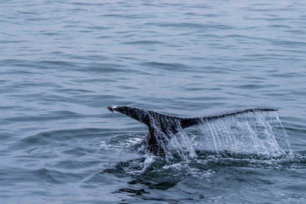 鲸鱼在沃尔维斯湾浮出水面图片下载