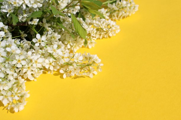 在黄色的背景上有一枝白色的鸟樱花。图片下载