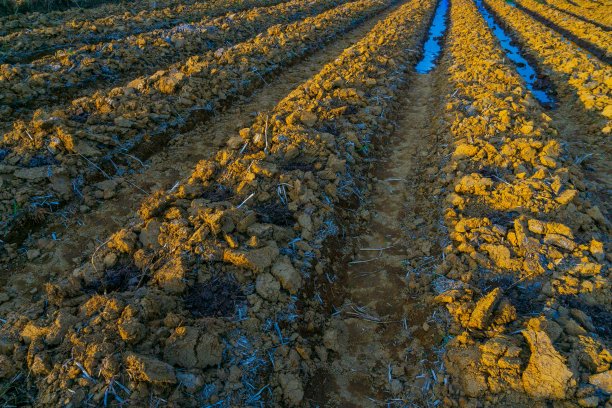 美丽的晨景印度尼西亚全景景观稻田与美丽的色彩和天空自然光图片下载