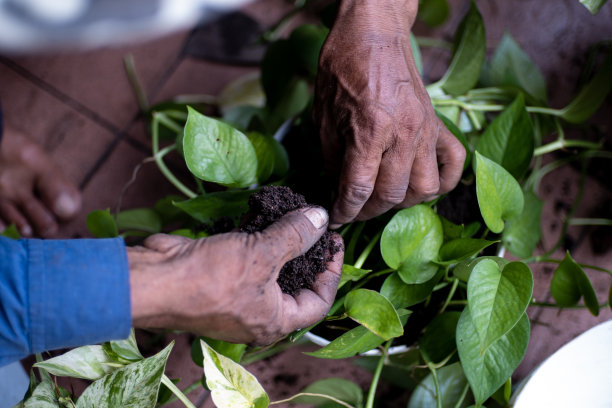 男园丁种植绿色。生态与园艺理念。特写照片图片下载