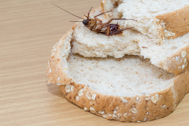 蟑螂在全麦面包上的特写图片下载