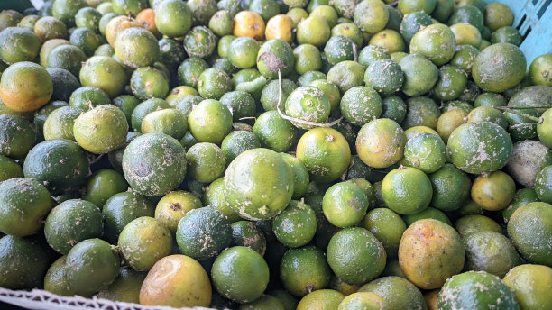 菜篮子里有很多小青柠图片下载