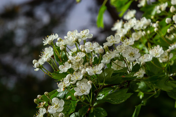 在草药和药用植物花园中拍摄的山楂枝或山楂枝的特写，背景模糊图片下载