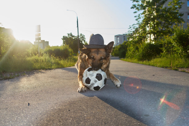 戴帽子的狗。戴着帽子拿着足球的狗。一只戴着帽子的狗在城市的街道上踢足球。图片下载