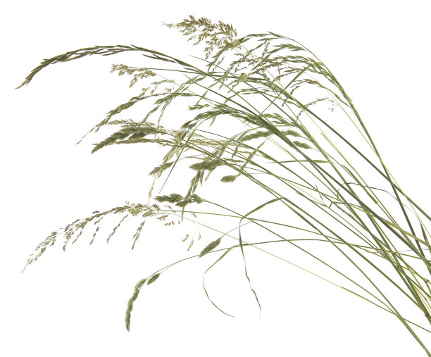 弯曲的草，小穗花，白色背景上孤立的野生草甸植物。图片下载