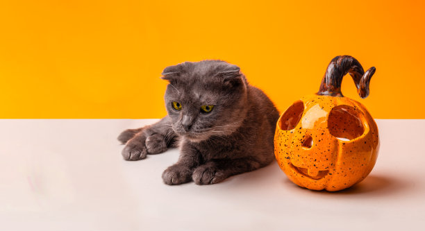 万圣节的节日。猫和橘子南瓜。猫祝贺大家万圣节快乐。南瓜烛台。图片下载