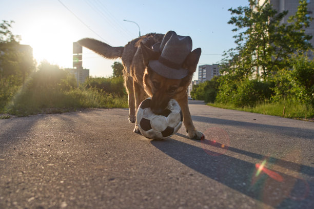 戴帽子的狗。戴着帽子拿着足球的狗。一只戴着帽子的狗在城市的街道上踢足球。图片下载