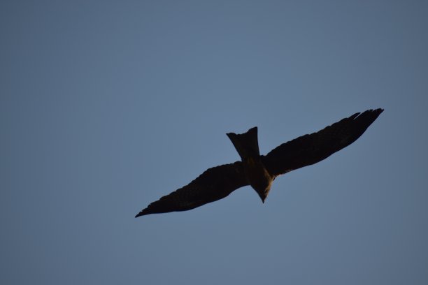 风筝的鸟图片下载