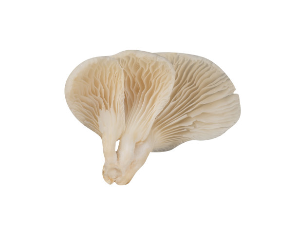 分离的平菇。素食元素图片下载