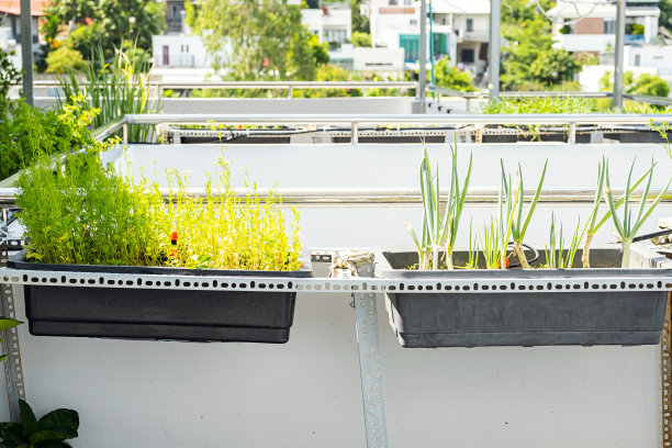 在阳台上的小花园里种植自己的草药和蔬菜。城市住宅中的私人植物温室。图片下载
