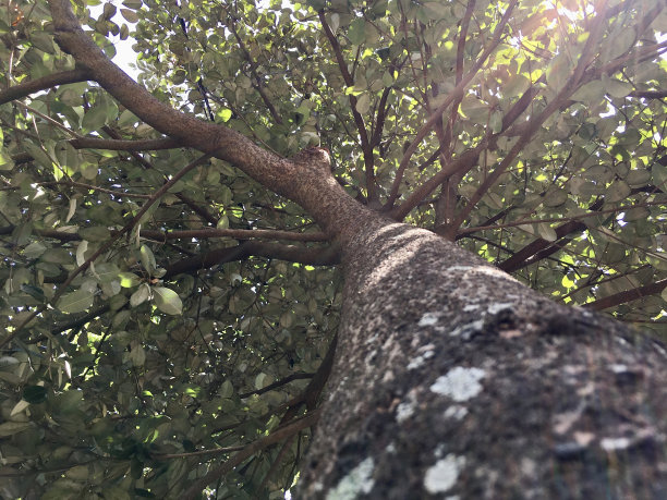 树的照片从下面图片下载