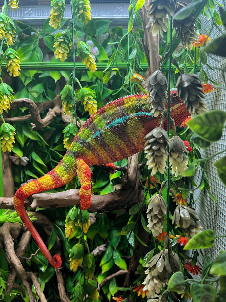 伪装的图片下载