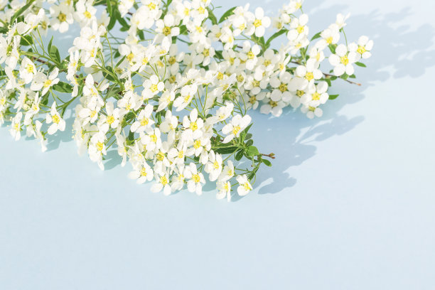 在一个蓝色孤立的背景，新鲜的小枝绣线菊，一个设计元素。图片下载