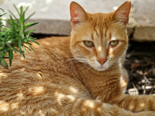 猫在树荫下，阳光透过树叶照进来图片下载