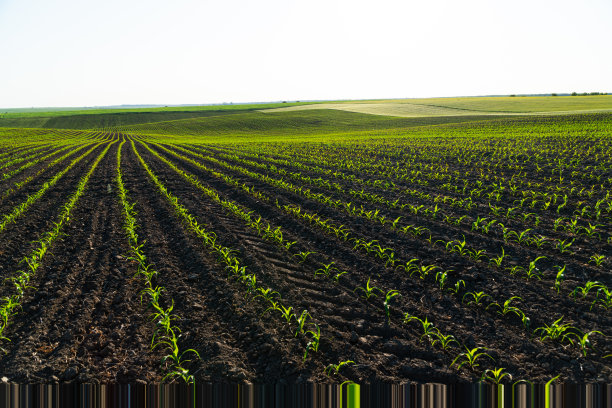 一排排的玉米幼苗。新鲜的绿色玉米芽。种植玉米。农业业务。农业场景图片下载