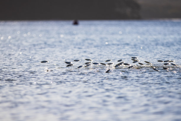 靠近海岸线的小鱼跳出水面图片下载