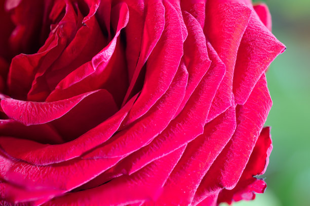 激情的花瓣:红玫瑰的宏观捕捉图片下载